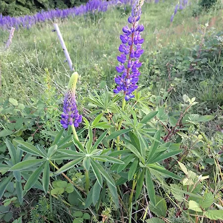 2 Mergel In Black Forest Appartement